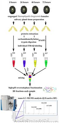 Comprehensive Analysis of the Global Protein Changes That Occur During Salivary Gland Degeneration in Female Ixodid Ticks Haemaphysalis longicornis